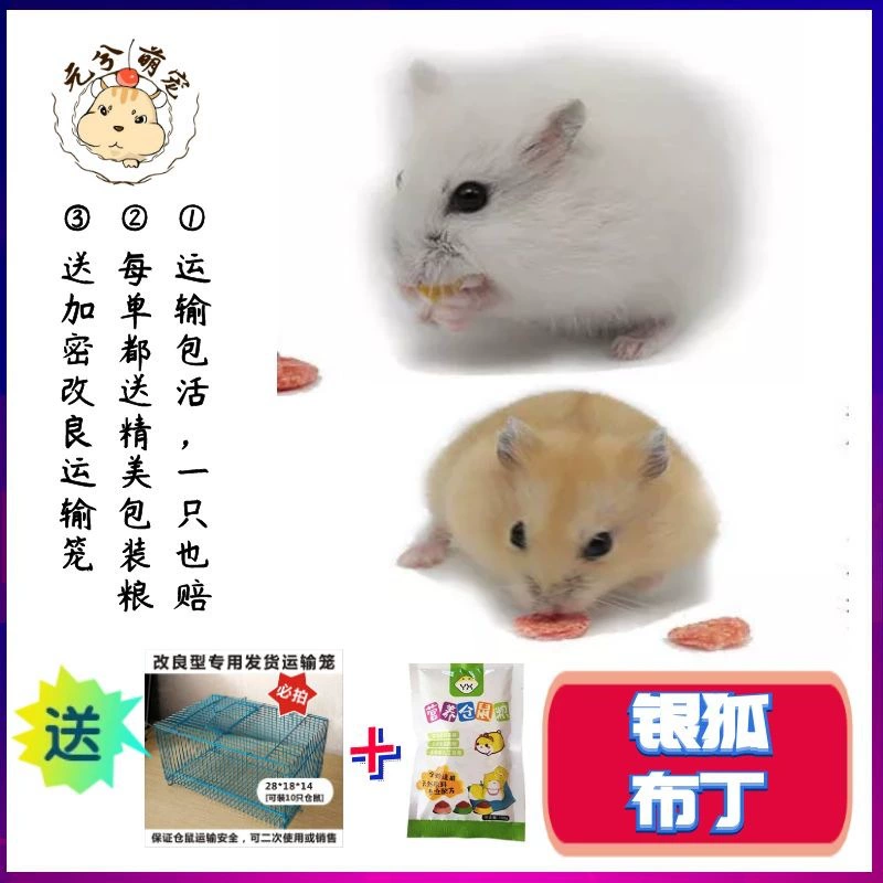 Милый питомец Серебряная лиса пудинг хомяк разведение Фабрика Оптовая Хомяк живущий любимчик младенца живущий Смешанное поколение волос