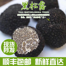 云南高黎贡山新鲜黑松露批发支持一件代发野生高端食材礼盒餐饮