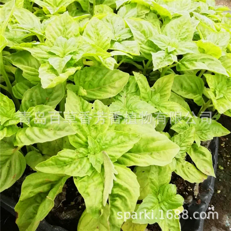 2023 Ваниль рассада базилика рассада Сладкий Базилик рассада лимонный базилик рассада Майская Отгрузка