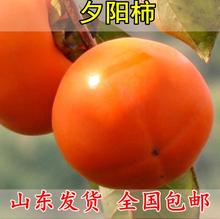 日本甜柿 夕阳柿子苗 脆甜柿子苗自然脱涩摘下就可食用无籽