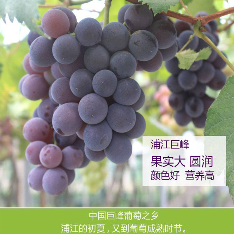 Pujiang Kyoho grapes fresh seasonal fruit for pregnant women whole bunch sweet farm authentic 5 jin per box self-grown