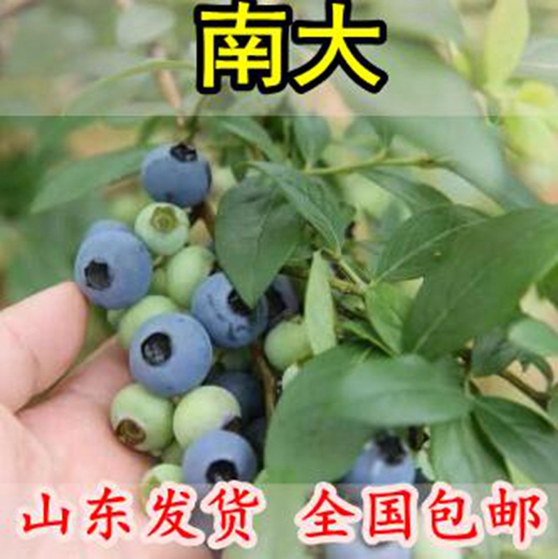 果树苗蓝莓树苗 南高丛蓝莓苗 南大蓝莓苗适合南方种植当年结果