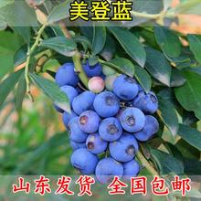 蓝莓苗蓝莓树苗【美登】盆栽地栽蓝梅树当年结果南北方果树苗