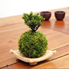 Moss balls Japanese moss jade moss ball personalized lazy flower pot creative potted micro -landscape manufacturers direct sales