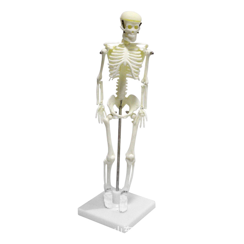 儿童骨骼模型人体全身小学科学教学仪器材生物实验教学模型批发