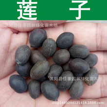 莲子 莲花种子 水芙蓉 荷花种子 品种和花色随机 1件=1斤