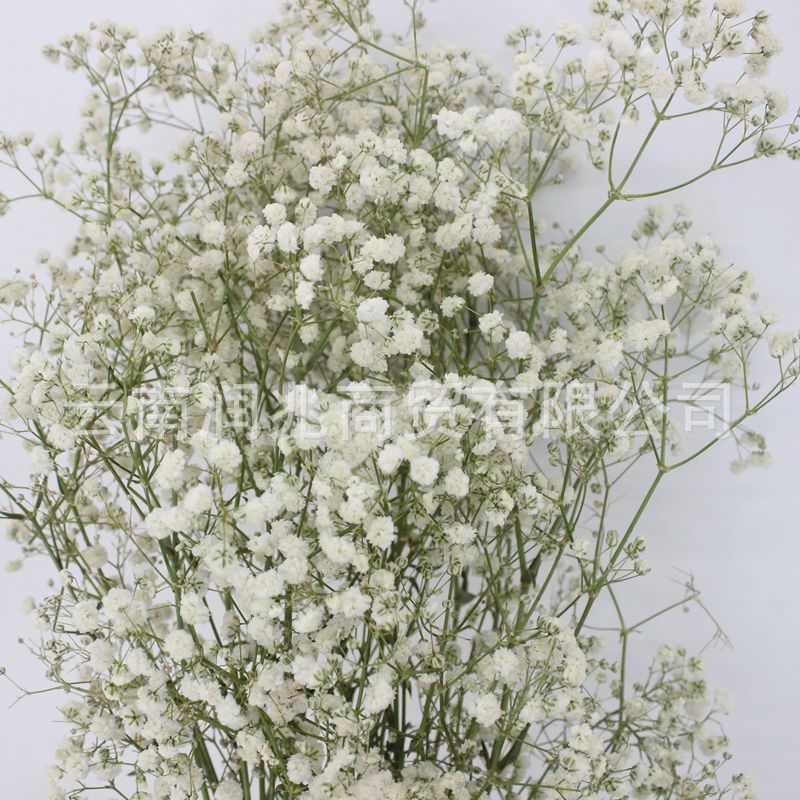 Tallo Verde Blanco