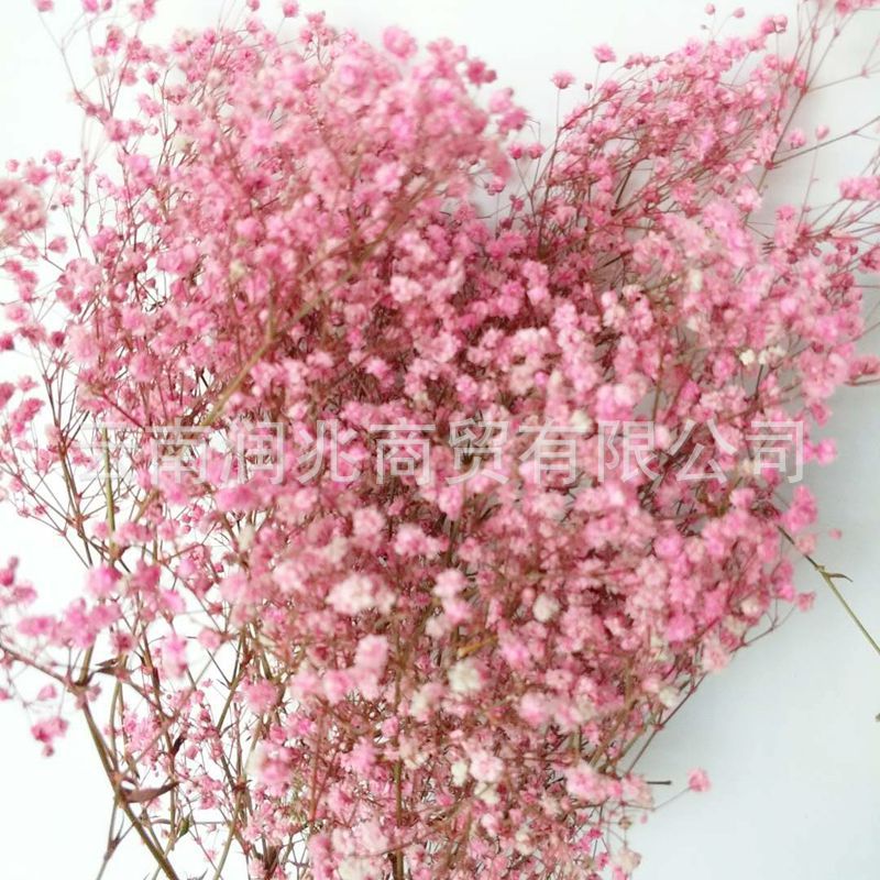 Runzhao fábrica al por mayor Yunnan ILOs gran cabeza de la flor inmortal cielo estrellado 120g por manojo