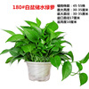 180 Green Loostel Popular Flower Wholesale Hydroponic Green Ruluo indoor green plants small green pupa removed formaldehyde small potted plants