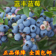 蓝莓苗【蓝丰】蓝莓树苗南北方四季种植果树苗盆栽地栽当年结果