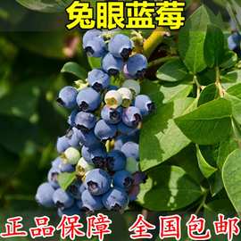 果树苗 带果发货蓝莓苗 兔眼蓝莓树苗 南方北方种植室外当年结果