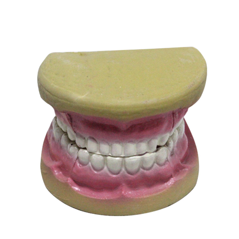 儿童牙列模型小学科学模型教学器材模型实验器材批发教学仪器学校