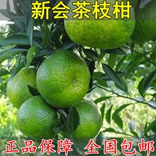 正宗无核桔树苗 新会茶枝柑 脐橙沃柑茂谷柑皇帝柑苗嫁接苗包邮