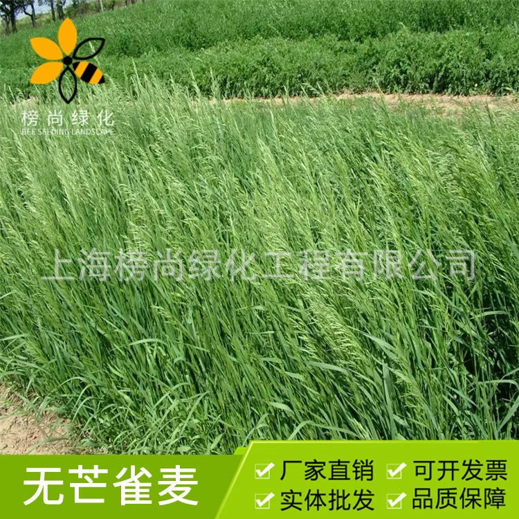 Поставка Non-Mis Bromus высокое качество травы семян анти-песок склон защиты почвы высокого урожайности семян скидка