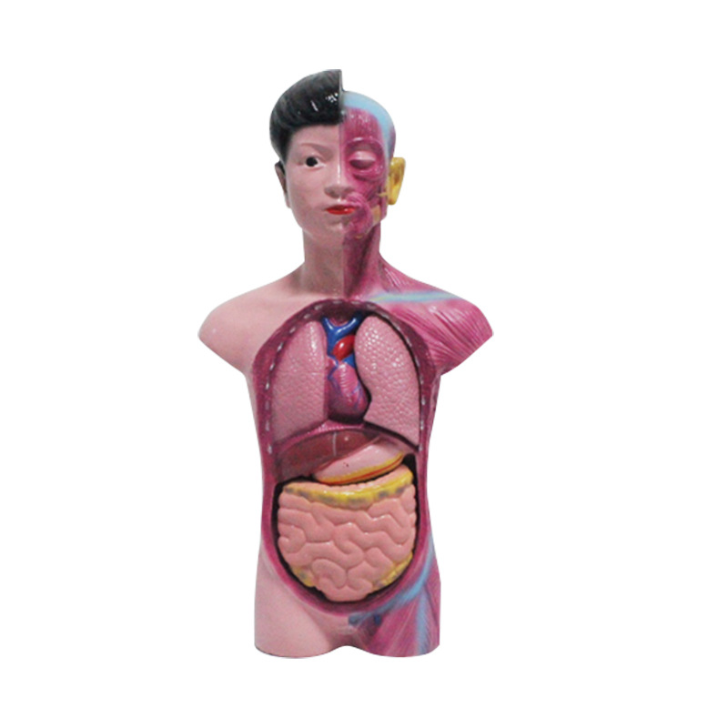 少年人体半身模型65厘米人体模型生物教学模型头颈躯干模型批发