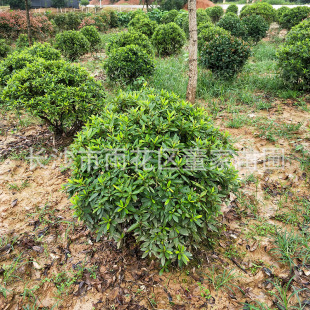 �����ڷ�80cm�Ķ��N�� ���϶��N������ ���l�r