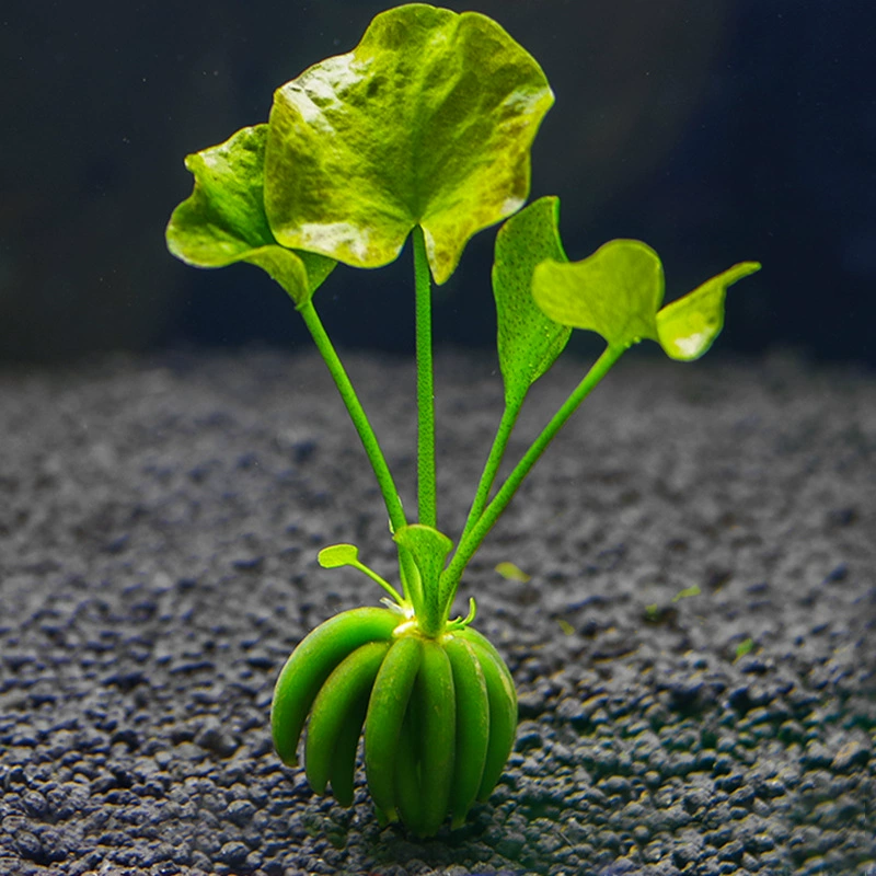 Банановая трава банановая трава водная трава живая оптовая продажа аквариума ландшафтное оформление аквариума экологическая бутылка отрицательная хорошая