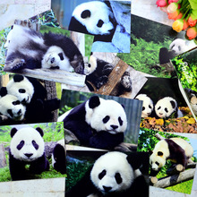 萌宠 中华国宝熊猫 可爱宠物明信片15张盒装