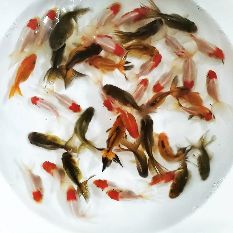 Голова льва Золотая рыбка Живая декоративная рыбка Рыба холодной воды Пять цветов Голова льва Золотая рыбка Домашнее животное Маленькая Золотая рыбка