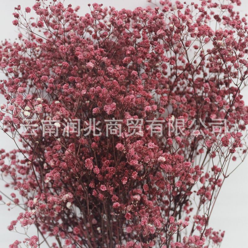 Runzhao fábrica al por mayor Yunnan ILOs gran cabeza de la flor inmortal cielo estrellado 120g por manojo