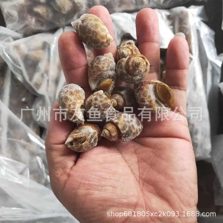 冷冻批发新鲜活冻花螺东风螺10KG/件 海鲜原料自助麻辣盐焗花螺