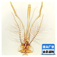 �@΢�R�˱���Ƭ�����x���ʽ�����bƬ���ã�����������Ƭ�˱�