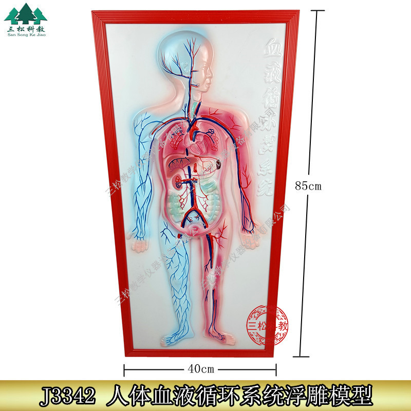 血液循环系统浮雕模型人体解剖各系统 生物直观教具教学仪器