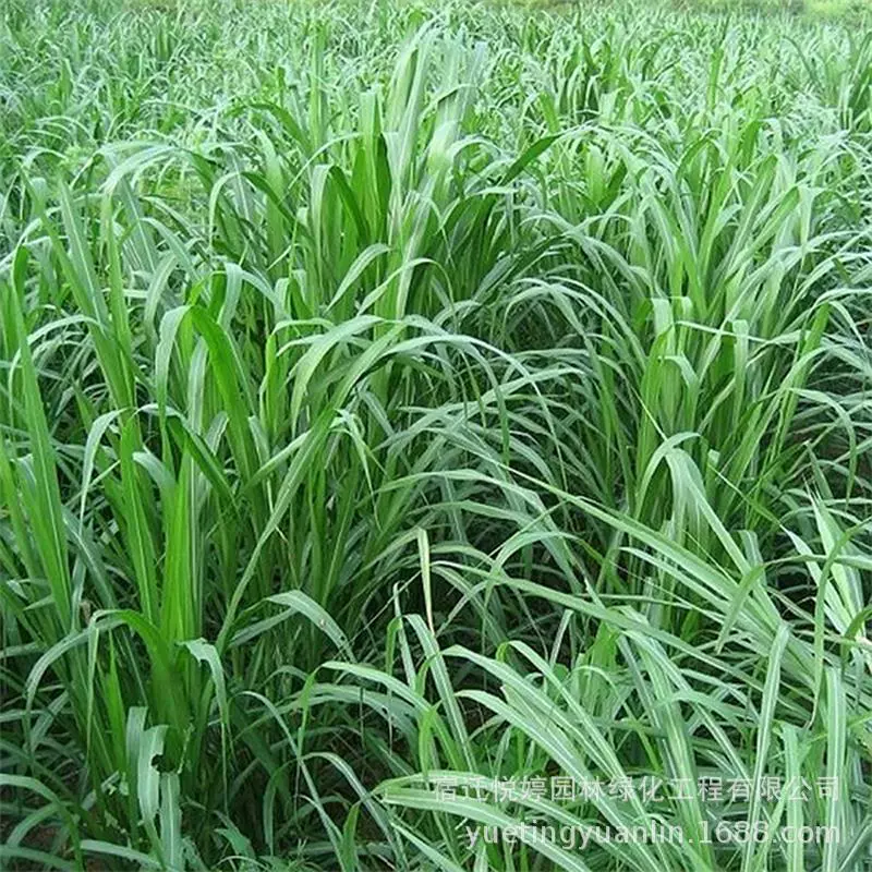Оптовая семена райграсса Four Seasons семена зеленой травы дикий цветок сочетание высокий овсяница корень зуба собаки фруктовый хребет трава большое количество скидка