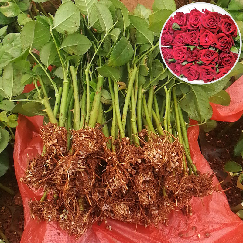 玫瑰苗木园林绿化大花扦插月季花种苗种类齐全玫瑰花苗四季开花