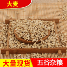 带壳大麦饲料农作谷物颗粒饱满五谷杂粮袋装酿酒农作批发全麦
