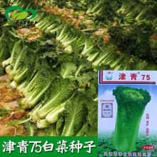 津青75白菜籽 天津绿白菜 青麻叶白菜种子批发 秋播大白菜种子