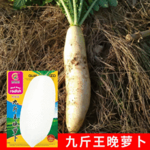 批发菜园院子蔬菜种子九斤王晚白萝卜种子菜籽12克  厂家直批