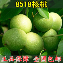 8518޽籡ƤϷֲļ