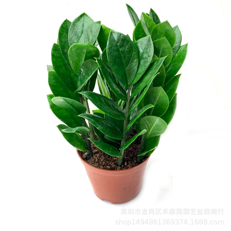Money Tree #90 Potted Plant for Office Green Wall Air Purifying 5