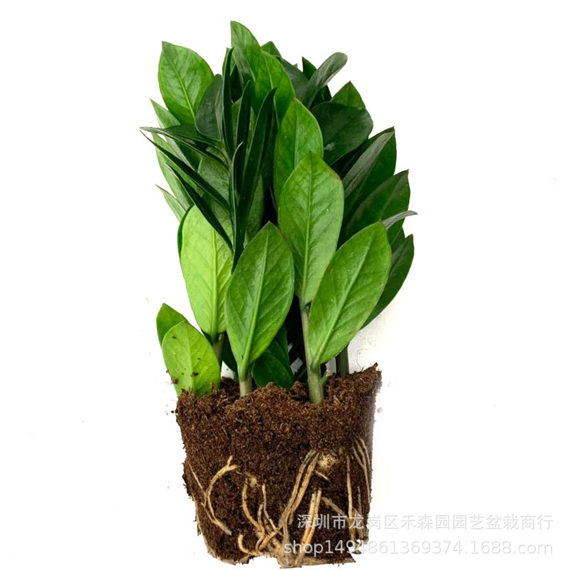 Money Tree #90 Potted Plant for Office Green Wall Air Purifying 3