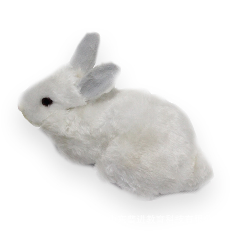 兔子外形标本兔子教学标本器材兔子模型小学科学实验生物教学仪器