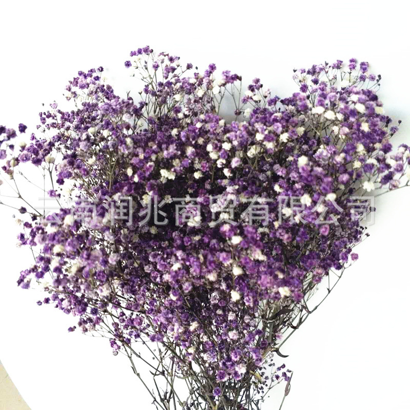 Runzhao fábrica al por mayor Yunnan ILOs gran cabeza de la flor inmortal cielo estrellado 120g por manojo