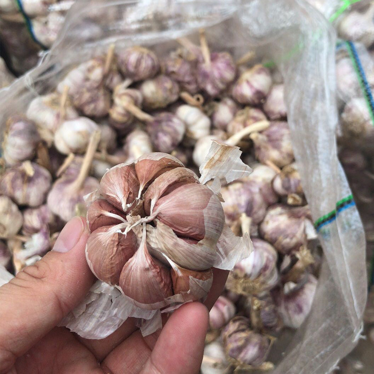 供应出口大蒜 出口红蒜 蒜头2kg/件 28元/件 2件起批|ru