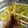 中草烘焙宠物干水果烘干机