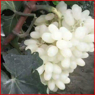 �R������������ �o�����ј��� ��ţ�������� �@�� ��ľ ���@�Nֲ