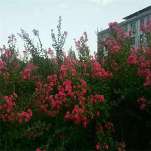 �@���^�p�t����ޱ�������l �L���^�ۻ���ޱ��ľ �e��ͥԺ�G��ֲ��