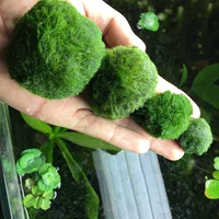 Аквариум Водные растения Живые экологические бутылки Шарик для морских водорослей Аквариум Ландшафтный дизайн Украшение Chlorophyta Bullulae Оптовая продажа 2-7 см