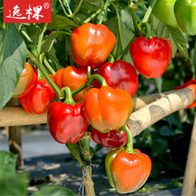 觀賞椒種子辣椒種子蔬菜種子五彩甜椒種子甜心