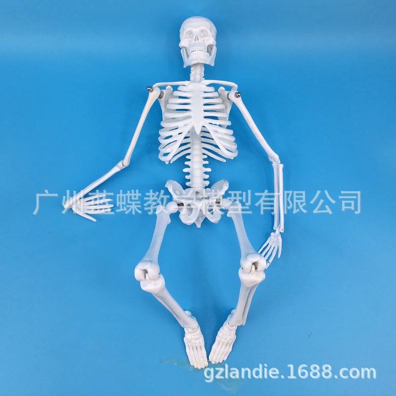 ģ45CMǼģ弹ģͼ׵ģ͹ñ걾ģ