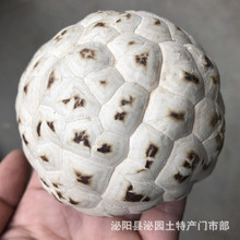 天白花菇干货泌阳市场批发常年供应规格齐全500g一件代发