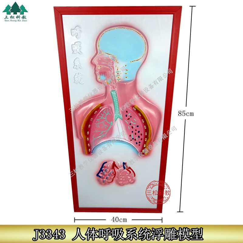 呼吸系统浮雕模型人体解剖各系统浮雕模型生物直观教具教学仪器