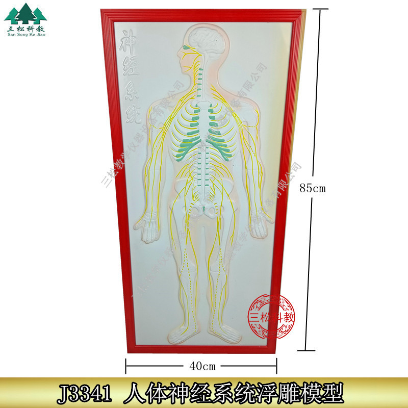 神经系统浮雕模型人体解剖各系统浮雕模型生物直观教具教学仪器