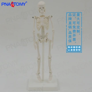 22cm小型白色全身人体骨骼模型骷髅骨架玩具万圣节可拆卸启蒙美术