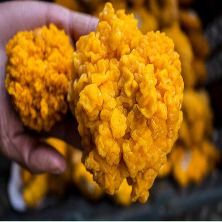 供应云南特产新鲜金耳1公斤香味浓郁食用菌产地批发新鲜黄耳优质