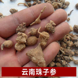 云南源产地供应云南珠子参 扣子七道地珠子参扣子七珠儿参